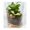 Terrarium "Bonbonnière" – Image 9