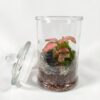 Terrarium "Bonbonnière" – Image 3