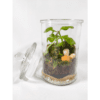 Terrarium "Bonbonnière" – Image 4