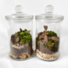 Terrarium "Bonbonnière" – Image 2