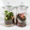 Terrarium "Bonbonnière"