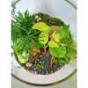 Terrarium "Jungle" – Image 3